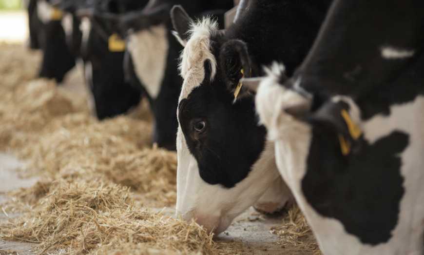Як годувати корів з ожирінням