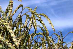 Цінна пшениця спельта