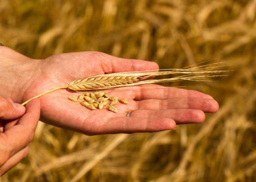 Україна стала менше продавати зерна до країн Близького Сходу та Північної Африки