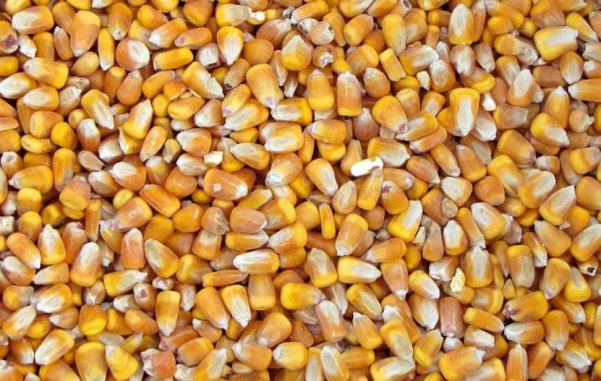 В «Агріком груп» заощадили близько 10% насіння кукурудзи