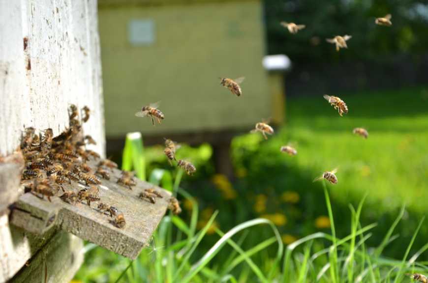 Кероване запилення: фермерові радість — бджолам плач