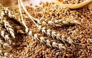 Основні вимоги до зберігання сухого зерна