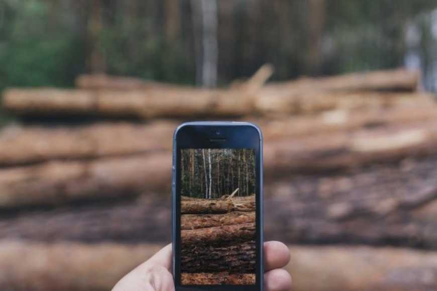 Ліс у смартфоні: до реєстру підключили ще одну область