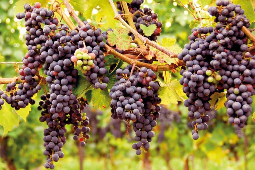 Виноградарство у розрізі цифр та фактів