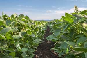 Аграрій відверто про ГМО-сою: її посіви становлять приблизно 70%