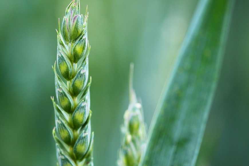 Науковці просять зерновиків оцінити проект нового ДСТУ на пшеницю