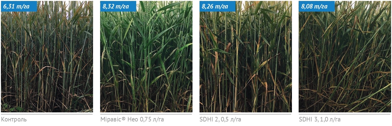 23 462 syngenta 7