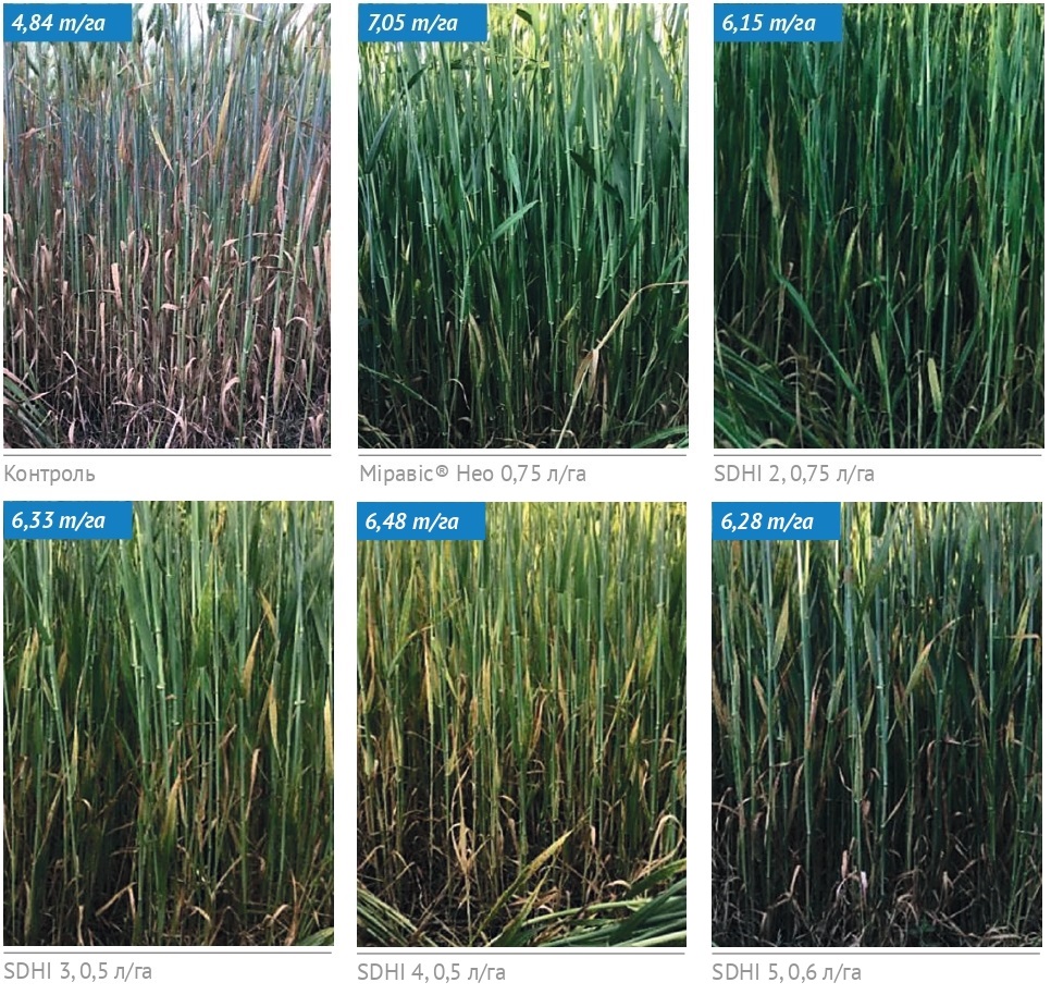 23 462 syngenta 8