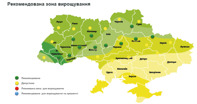 03 04 514 515 24 topaz 4