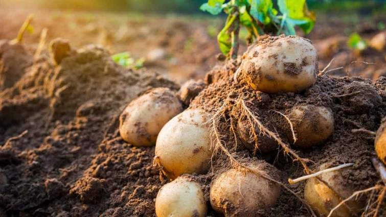 potato 4