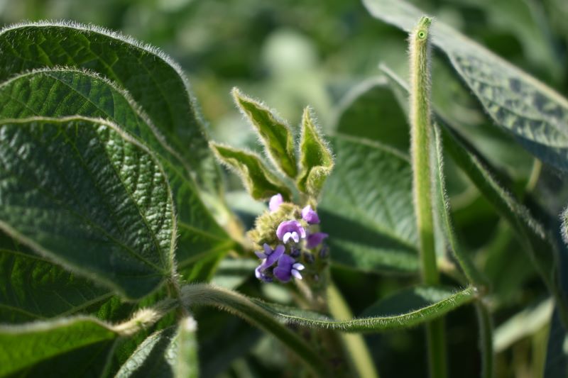 Dunaysoya 25 07 25 2