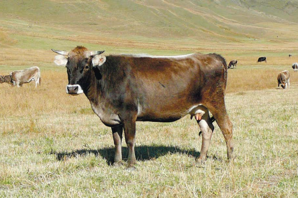 Lebedinka5 4