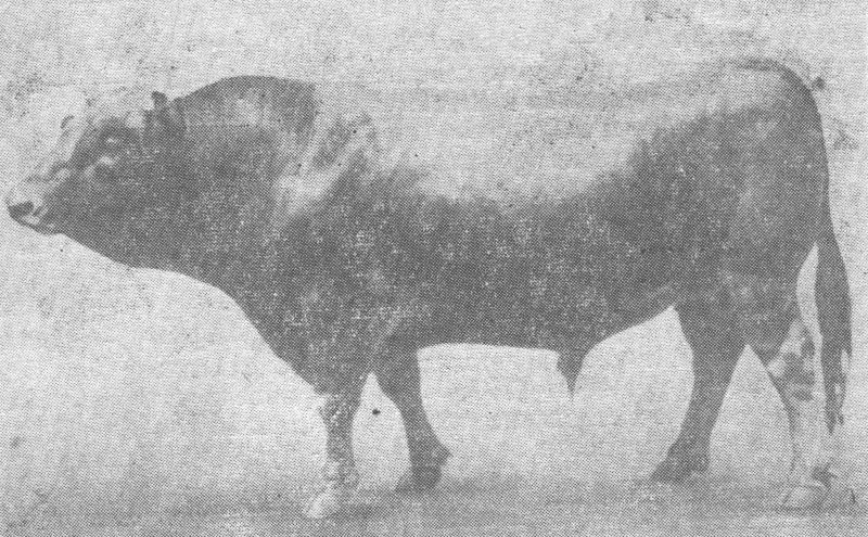 Lebedinka 6 1