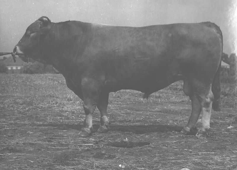 Lebedinka 6 2