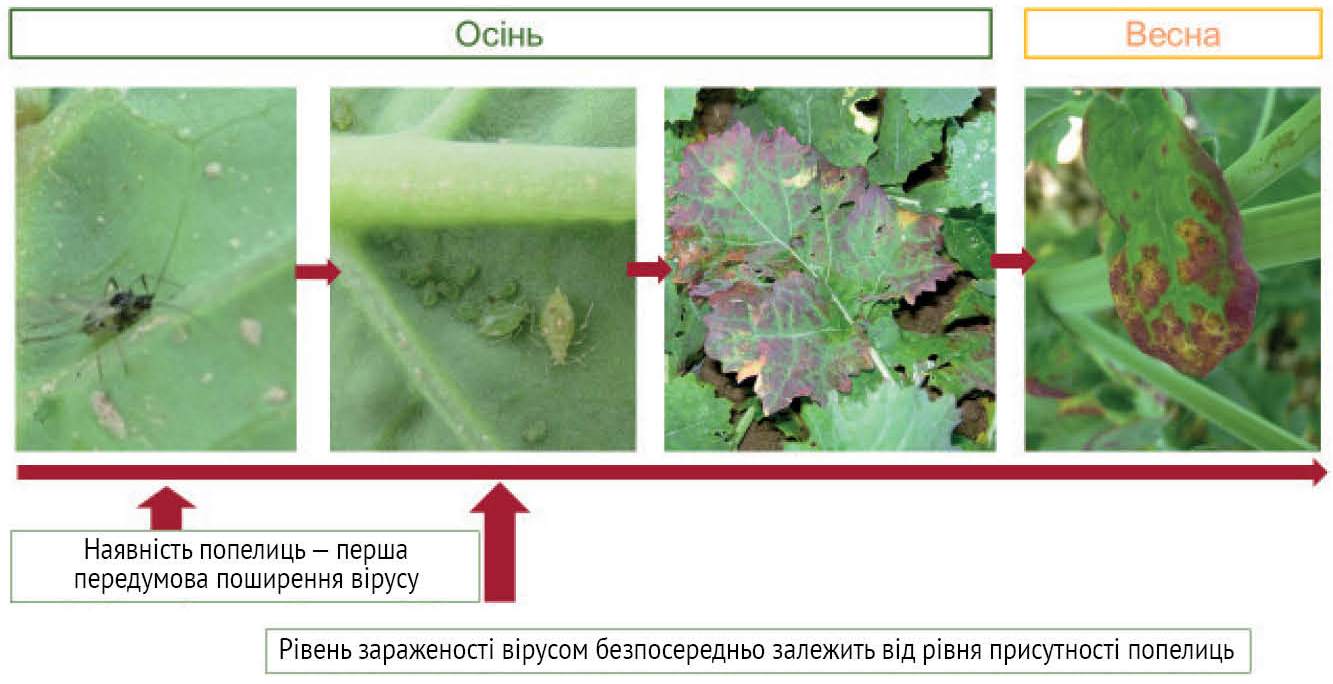 Ozimi zernovi ripak 2019 41
