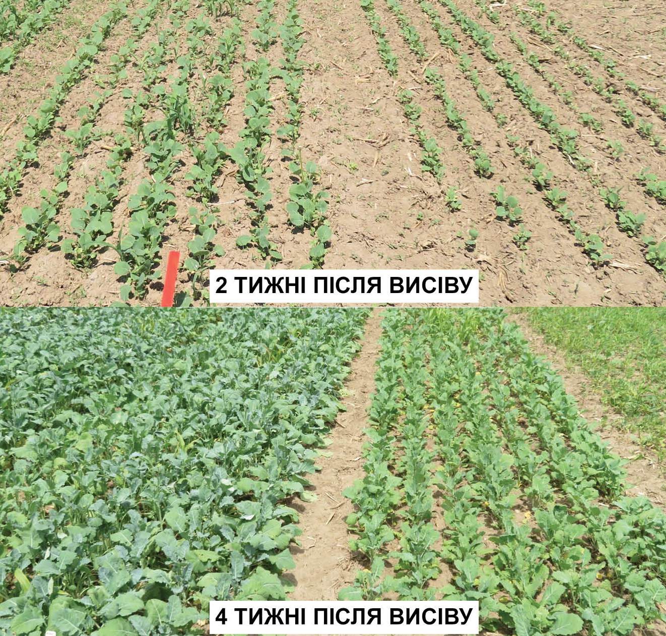 Ozimi zernovi ripak 2019 65
