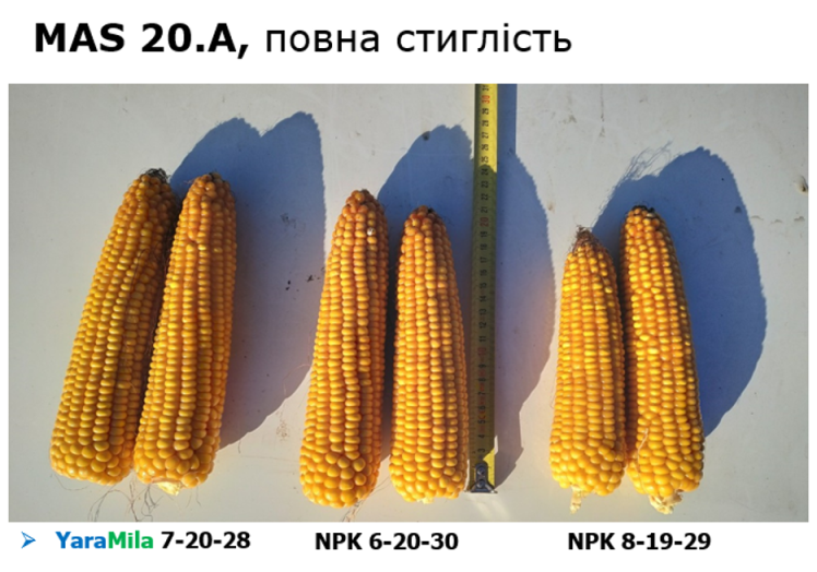agrosem foto 6