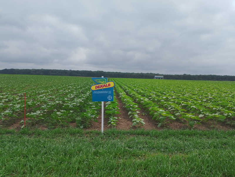 bayer 12 06 25 4