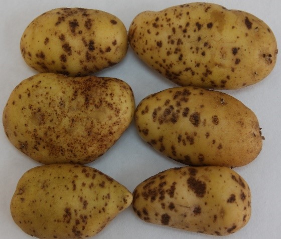 syngenta 03 03 25 1
