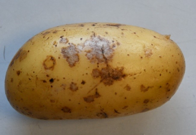 syngenta 03 03 25 2