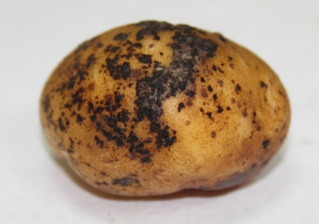 syngenta 03 03 25 3
