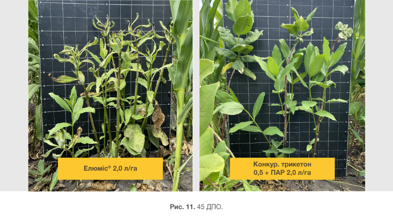 Syngenta 04 03 26 11