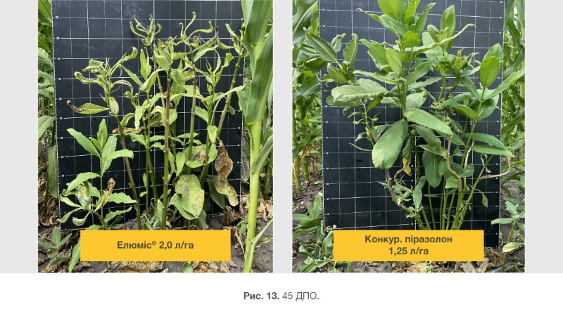 Syngenta 04 03 26 13