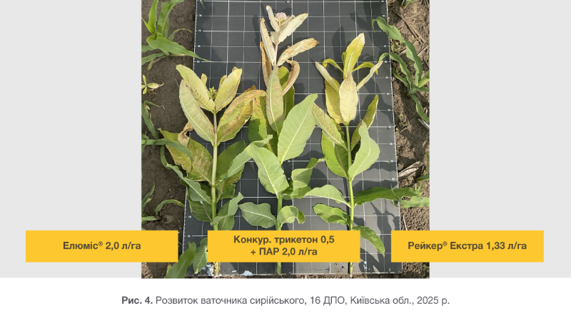 Syngenta 04 03 26 4