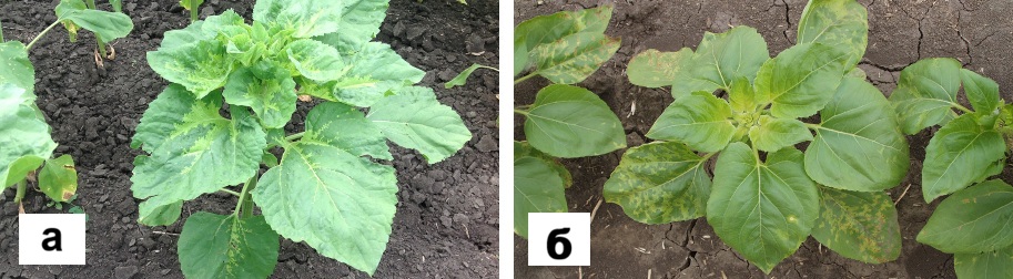 Syngenta 12 05 26 1