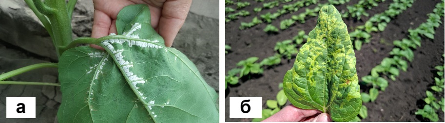 Syngenta 12 05 26 2