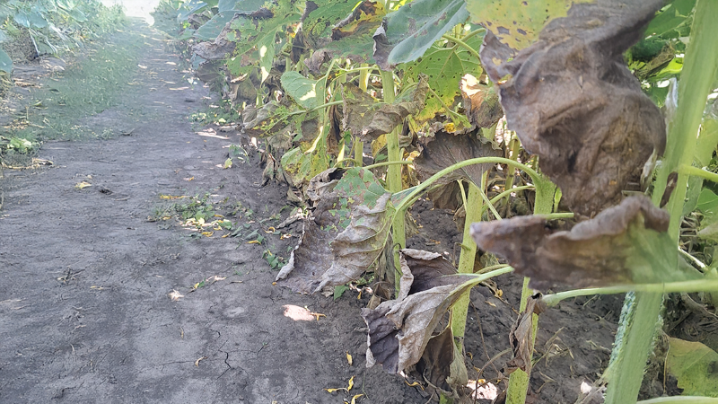 Syngenta 12 05 26 3