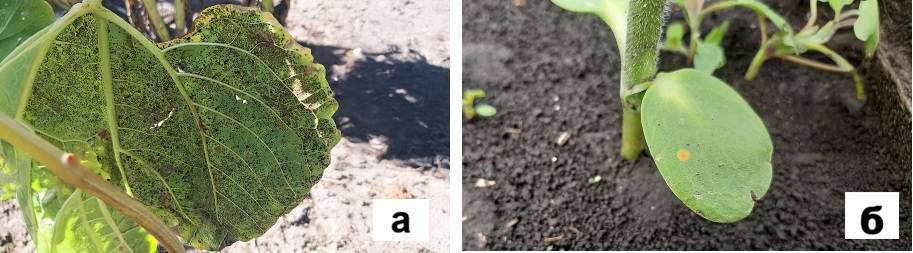 Syngenta 12 05 26 4