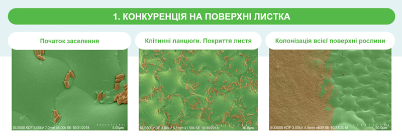 Syngenta 21 01 25 1