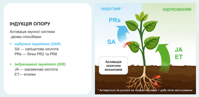 Syngenta 21 01 25 3