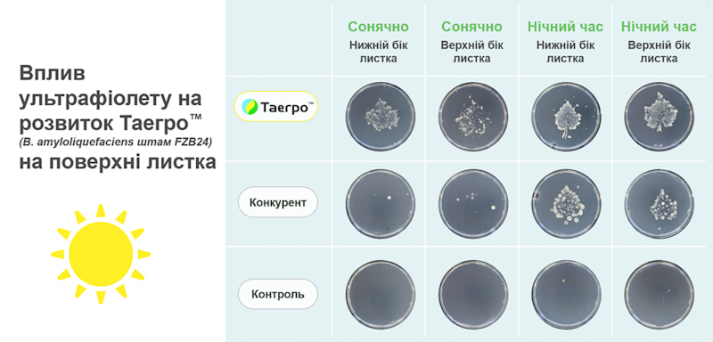 Syngenta 21 01 25 5