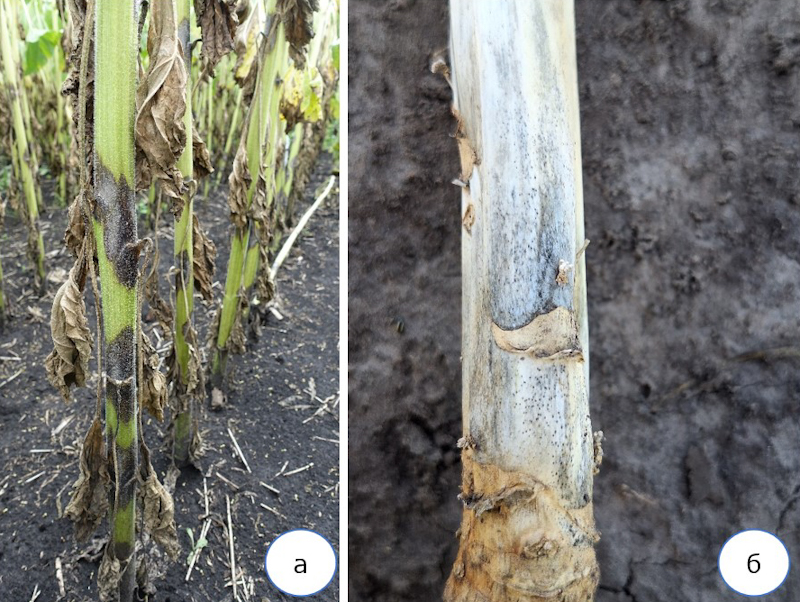 Syngenta 23 01 25 4