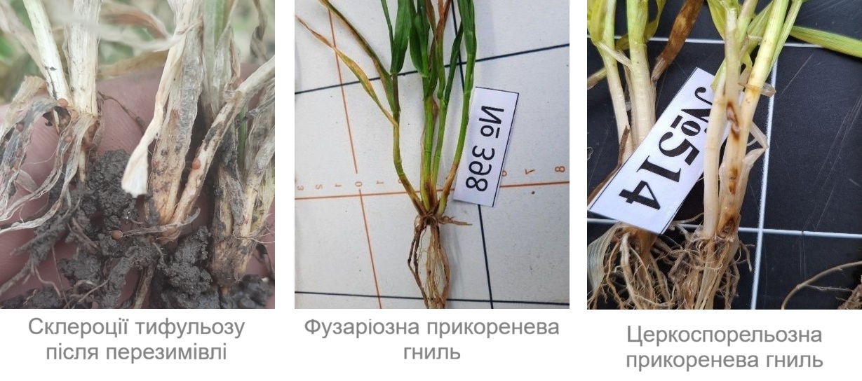 Syngenta 28 04 026 1