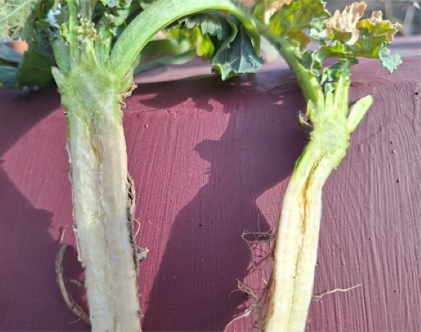 Syngenta 29 04 26 1