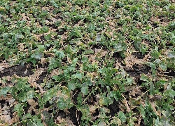 Syngenta 29 04 26 2