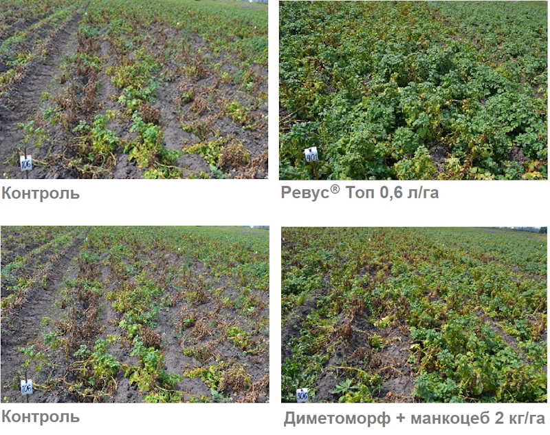 syngenta 29 06 23 1 edited