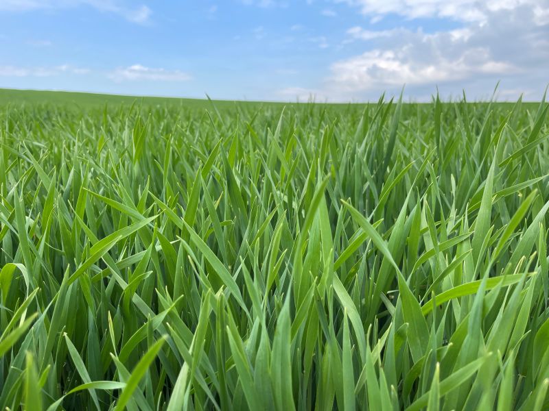 Bednar 08 12 25 yachmin