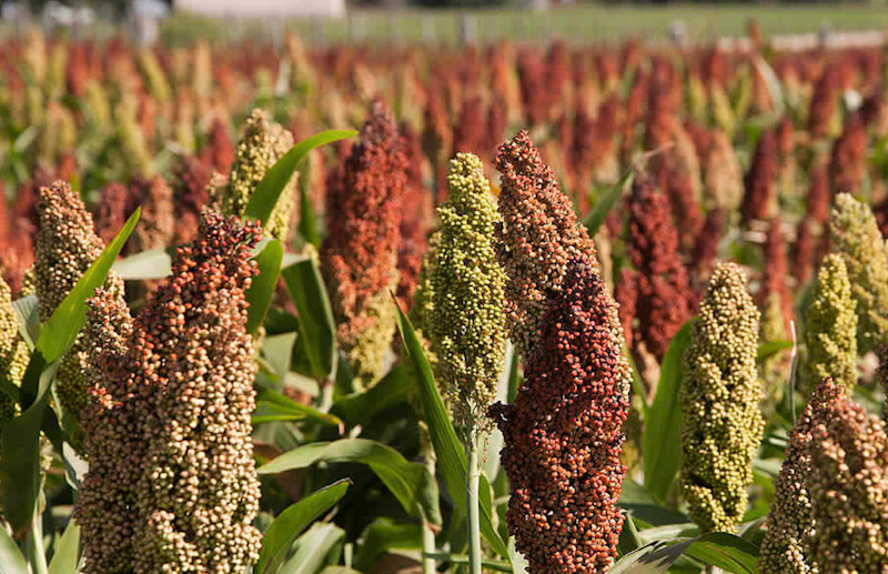 sorgo 5