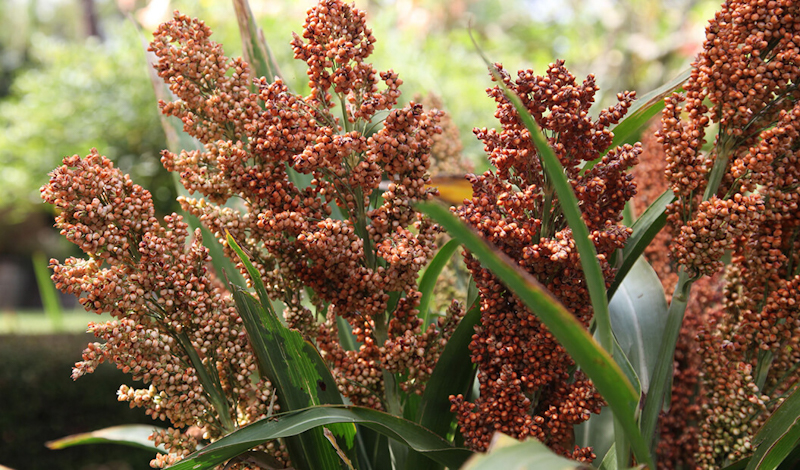 sorgo 7