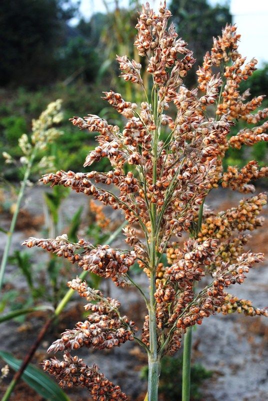 sorgo soris