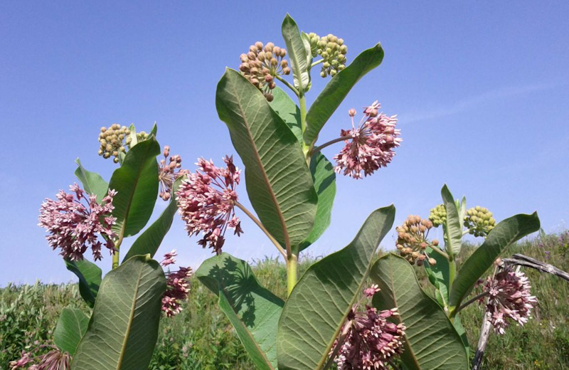 vatochnik siriyskiy 1