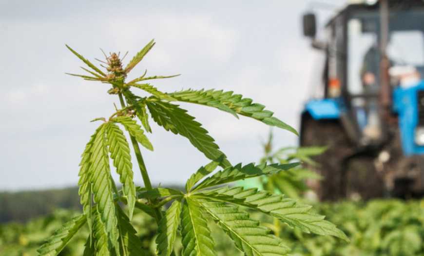 На Житомирщині цьогоріч збільшать площі під технічними коноплями