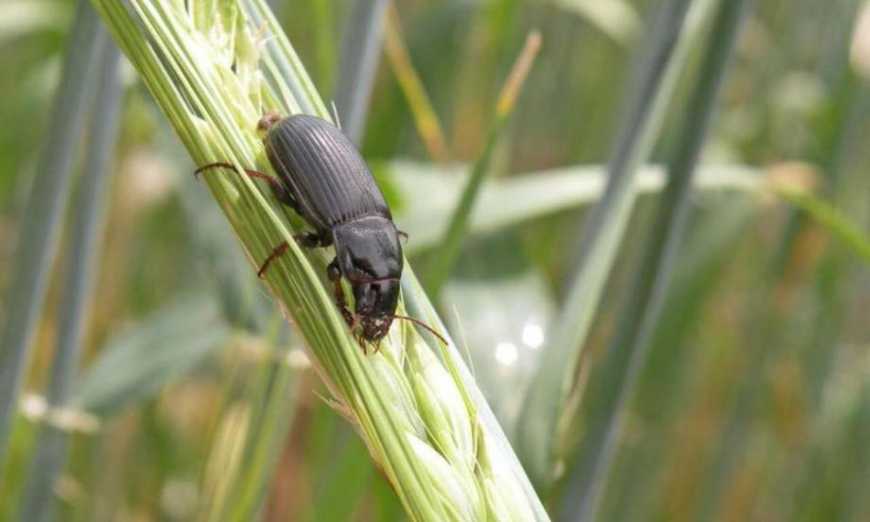 Аграрії готуються до істотного розвитку популяцій шкідників – дослідження