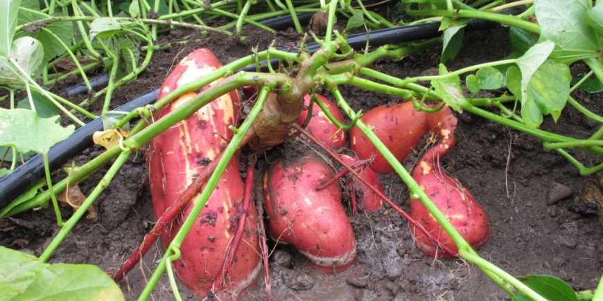 Солодка картопля батат: технологія вирощування батату в Україні