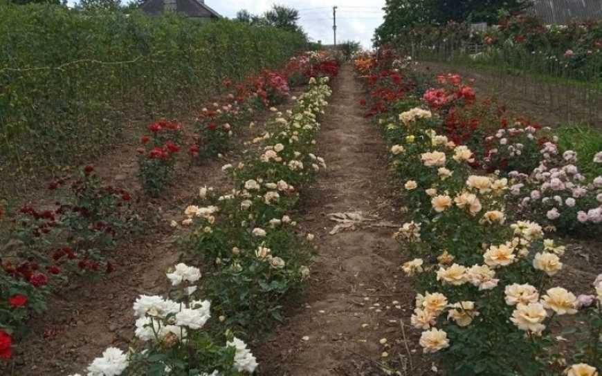 На Волині садівниця вирощує більше п&rsquo;яти тисяч кущів троянд
