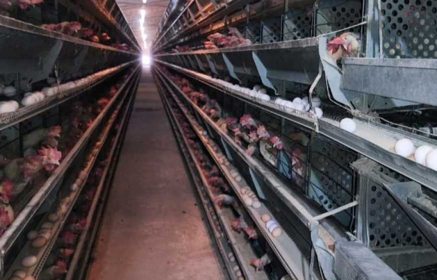 На Вінниччині релоковане з Донеччини господарство запустило нову птахофабрику